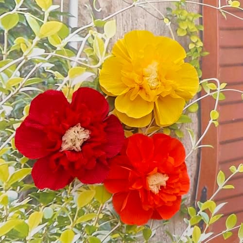 Rainbow Crepe Paper Flowers for Decorations Pack of 9